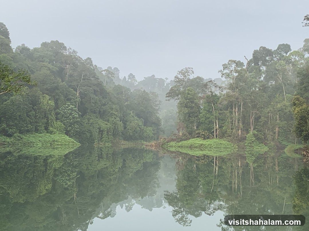 Misty Rainforest Lake