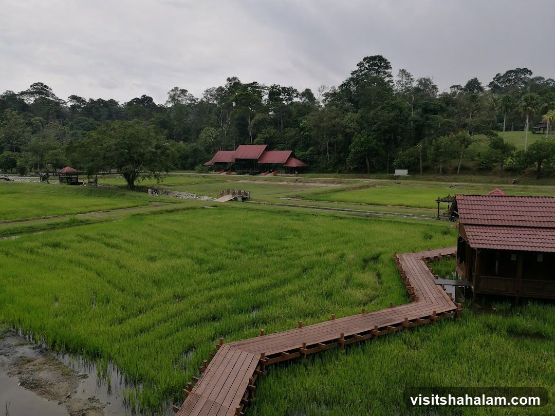 Rice Paddies and Traditional Buildings