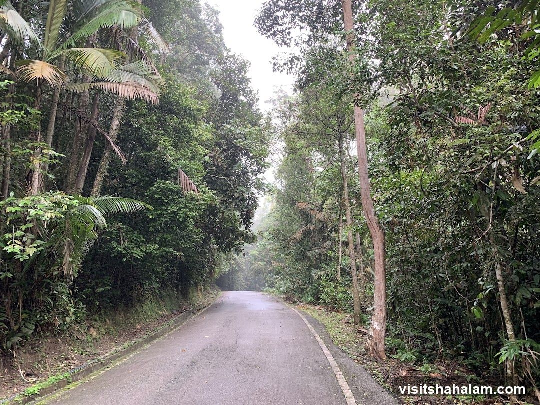 Road through a lush forest
