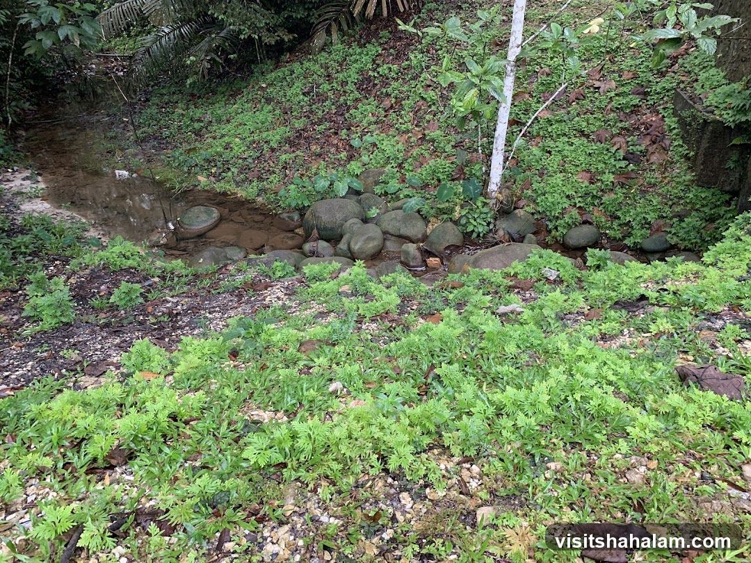 Stream in a Forest