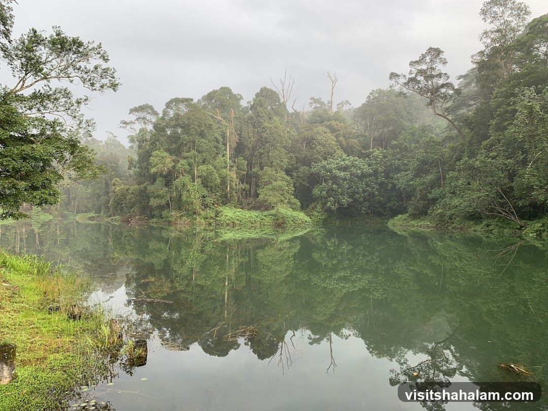 Misty Rainforest Lake