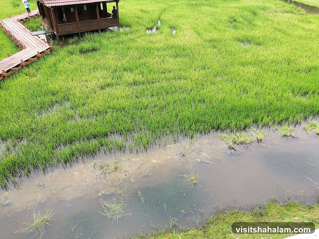 Rice Paddy with Wooden Boardwalk and Hut