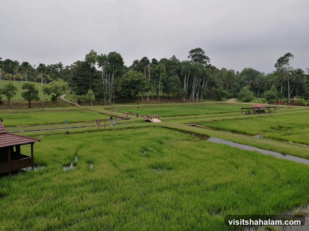 Rice Paddies and Park Landscape
