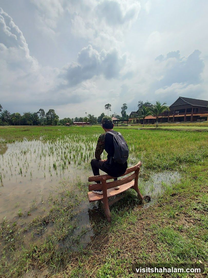Person sitting on a bench overlooking a rice paddy
